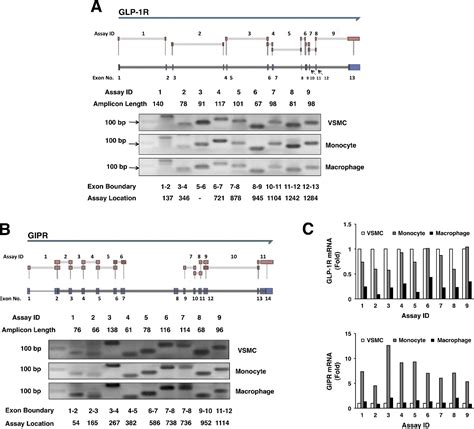 A Glucagon Like Peptide 1 Analog Liraglutide Suppresses Macrophage Foam