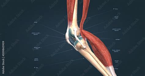 Knee joint anatomy, different structures in and around the knee. Stock ...