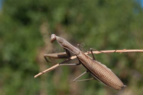 Brown Praying mantis stock image. Image of insects, close - 129544069