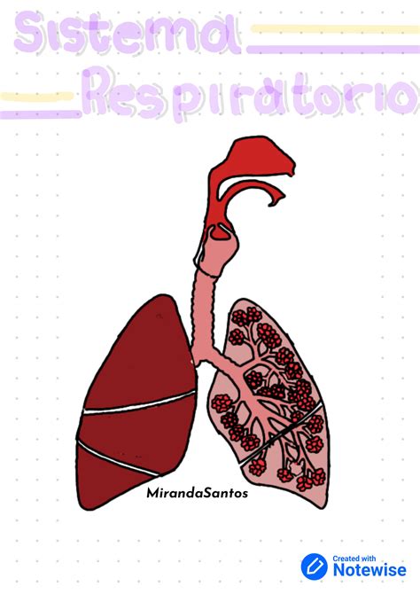 SOLUTION Sistema Respiratorio Generalidades Studypool