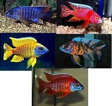 Best peacock cichlids: types that look the best - Just Cichlids