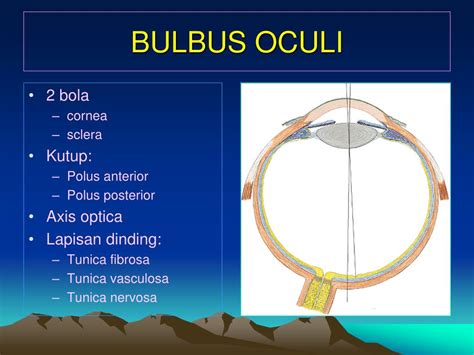 PPT - ORGANA SENSORIA PowerPoint Presentation, free download - ID:3305375