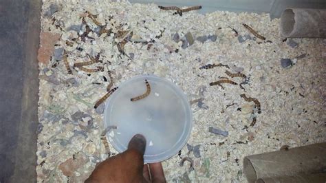 Superworm Beatles Breeding Superworms Super Worm Breeding Save Time