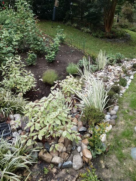 Planted swale with river rock and small boulders. Dasha Rosato