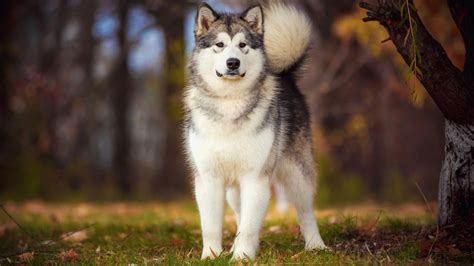 Pielęgnacja sierści u Alaskan Malamute Malamute pl