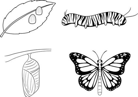 Butterfly Egg Vector Art, Icons, and Graphics for Free Download