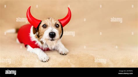 Banner of a funny pet dog as wearing spooky halloween party red devil ...