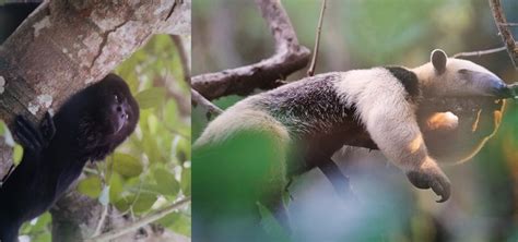 Tema I Caracterización De La Biodiversidad Wiki Cch