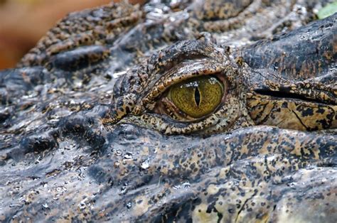 Premium Photo | Crocodile eye close up