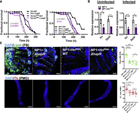 Vibrio Cholerae High Cell Density Quorum Sensing Activates The Host Intestinal Innate Immune