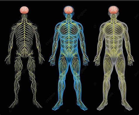 The Nervous System Peripheral Nerve Soma Vector Peripheral Nerve