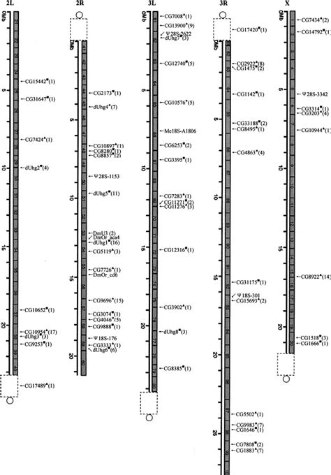 Genetic Map Drosophila