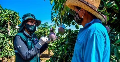 Piura se alista para iniciar campaña de exportación de mango 2022 2023