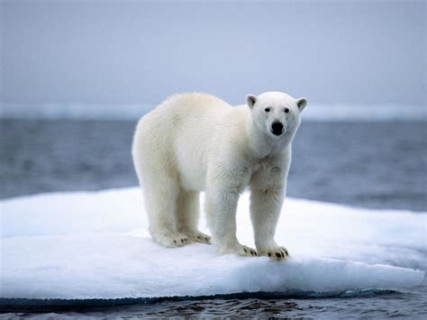 The Arctic Could Have Ice Free Summer By 2030s The Courier Mail