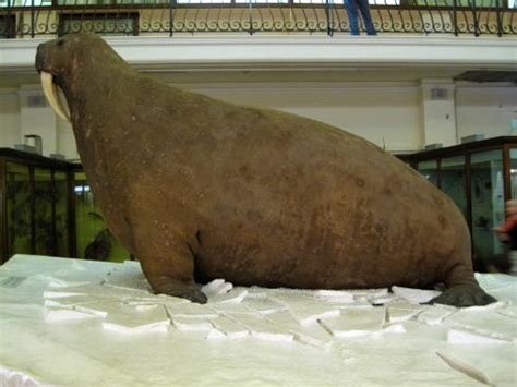 Walrus At The Horniman Museum Museum London Taxidermist