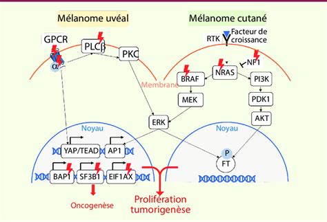 Schéma Des Voies De Signalisation Impliquées Dans Les Mélanomes Uvéal