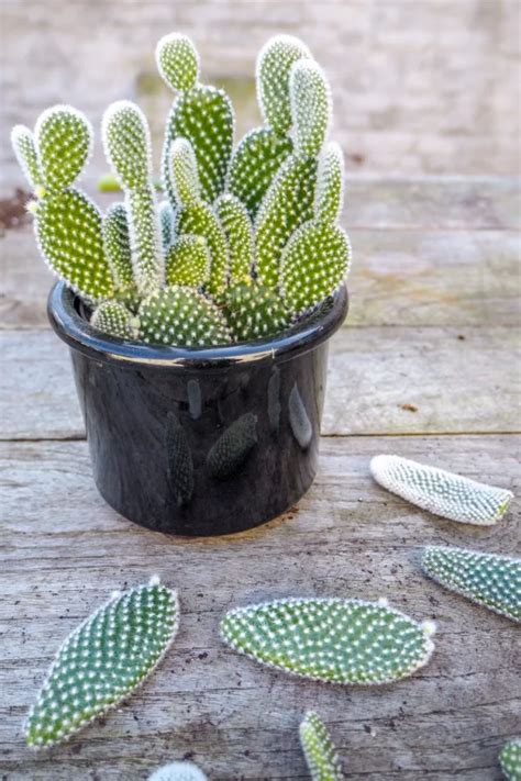 How To Grow Prickly Pear Cactus Indoors Or Outdoors