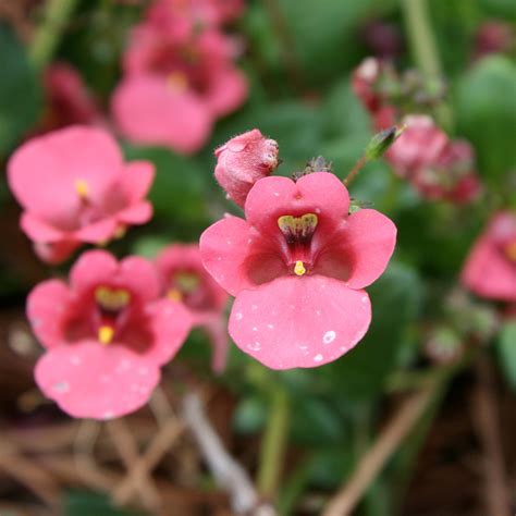 Diascia Barberae Ruby Field Une Multitude De Fleurs Rose Saumon