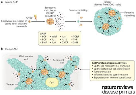 Nature Reviews Disease Primers On Twitter A Protumour Senescence