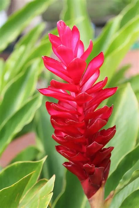 Red Ginger Flower Meaning - Home Alqu