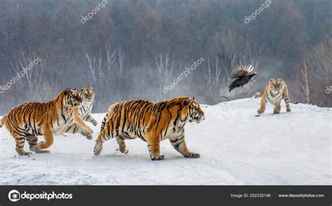 Group Siberian Tigers Hunting Game Bird Snowy Glade Siberian Tiger ...