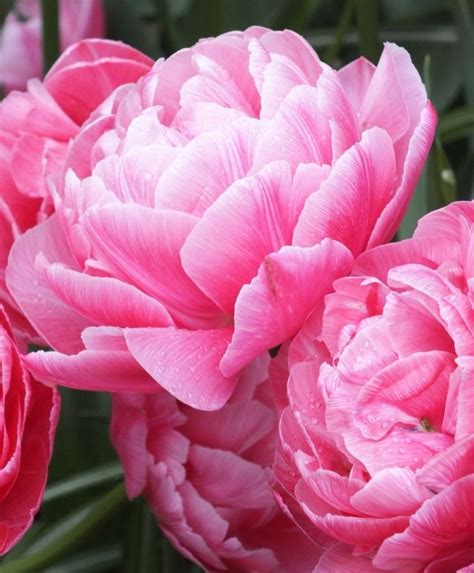 Tulip Aveyron Peony Flowering Tulips Tulips Flower Bulb Index