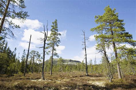 Sparse Forest Stock Photo