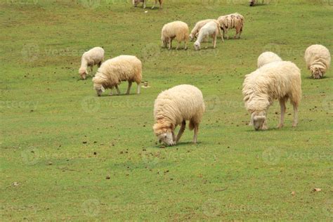 ovelhas brancas e castanhas são criadas em fazendas de fazendeiros para