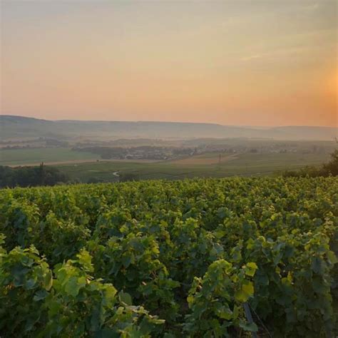 Your 2025 guide to Vallée de la Marne in Champagne region | Winetourism.com