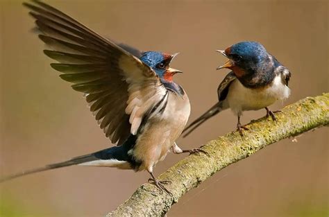 Golondrina 】características Migración Alimentación Y Más