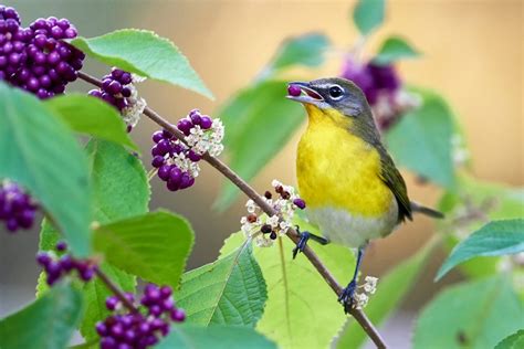 14 Ways to Create a Bird-Friendly Garden and Yard - Birds and Blooms