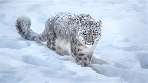 Predator Leopard Is Walking On Snow HD Animals Wallpapers | HD ...