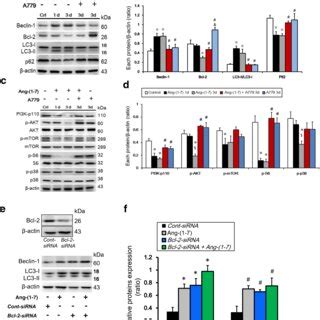 Effects Of Ang On Autophagy Of Npc Tw Cells In Vitro Ang