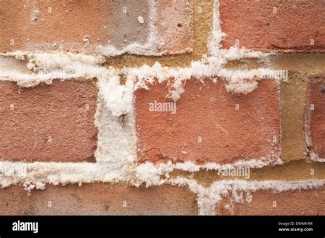 Efflorescence A Powdery White Salty Deposit Of Salts That Forms On The