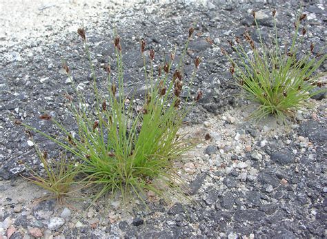 Grass Like Plants Simple Key Go Botany