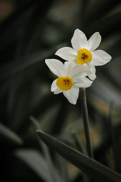 Photograph of White Daffodil Flowers · Free Stock Photo