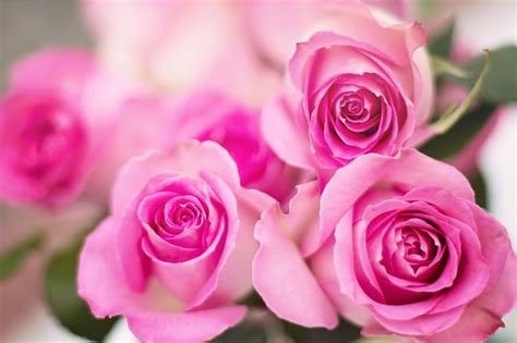 Pink Roses: Their History & Meaning by Color Shade | Flower Glossary