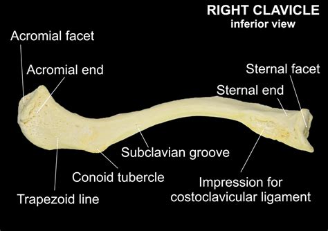 CLAVICLE – Clinical Anatomy