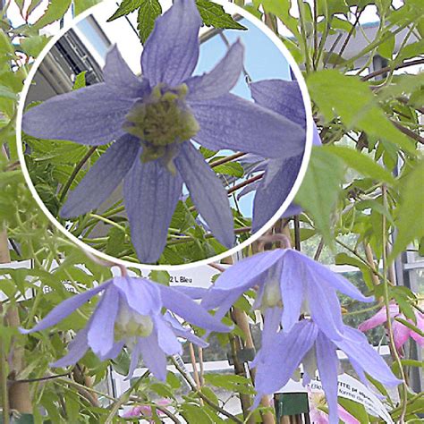 Clematis Alpina Blue Dancer Cl Matite Clematis Blue Dancer