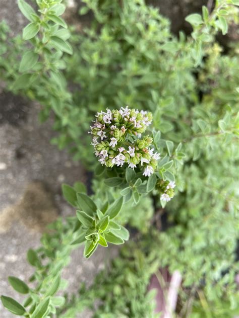 Oregano flowers : r/gardening