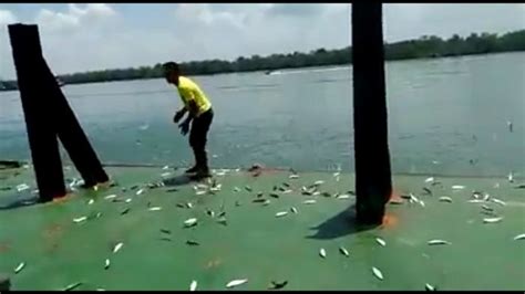 Ini Penjelasan Ilmiah Fenomena Ribuan Ikan Naik Ke Permukaan Dan