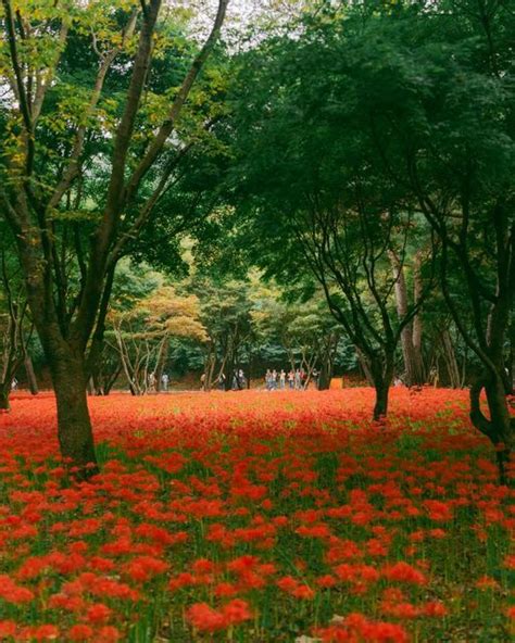 A Field Full Of Red Flowers And Trees