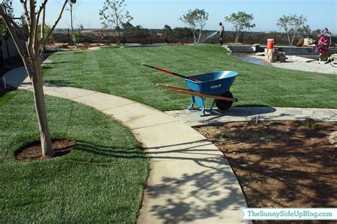 backyard grass  sunny side  blog