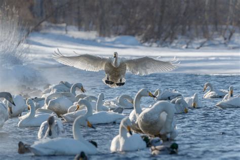 Whooper Swan Flock Flying • Anette Mossbacher Photography