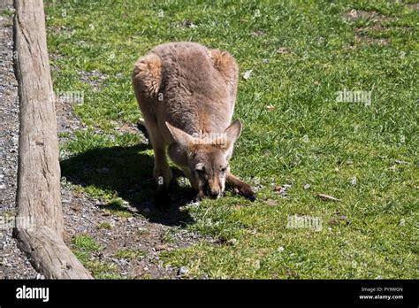 Red kangaroo joey hi-res stock photography and images - Alamy