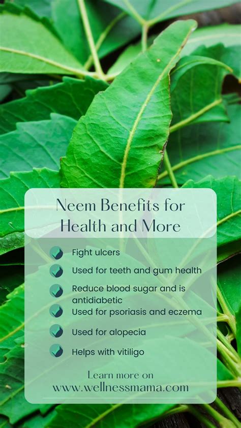 You may have heard about neem for garden pests, but there’s a whole lot ...