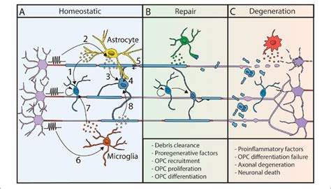 Myelination Processes Are Modulated By Other Glial Cells A In