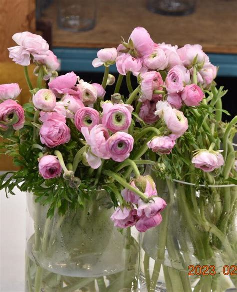 Ranunculus Cloni Light Pink Iandf Design