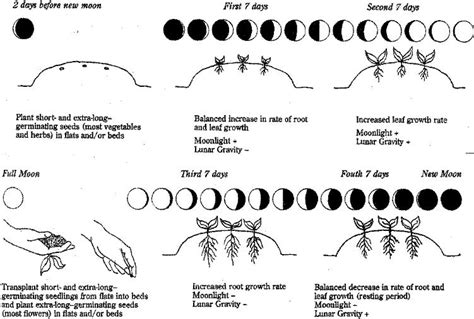 Planting By The Phases Of The Moon Four String Farm Four String Farm