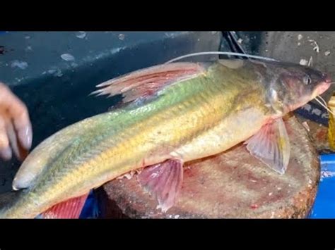 Amazing River Rear Bagha Ayer Fish Cutting In Bangladesh Fish Market